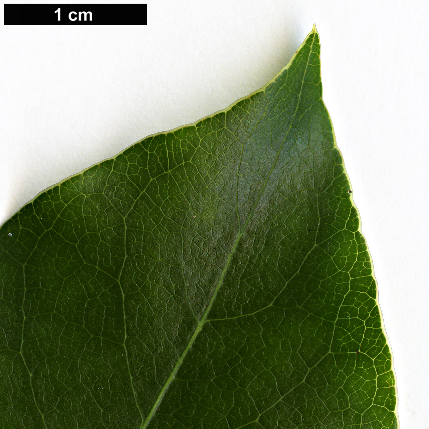 High resolution image: Family: Pittosporaceae - Genus: Pittosporum - Taxon: crispulum High resolution image: Family: Pittosporaceae - Genus: Pittosporum - Taxon: crispulum